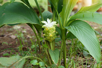Turmeric flowers are cylindrical inflorescences. The flowers are pale yellow with pinkish-green decorated petals. The rhizome has medicinal properties in treating skin diseases. bloating Stomach ulcer
