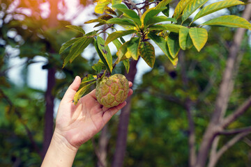 Naklejka na ściany i meble Hand holding the Sugar apple on the tree, which is a rather round cluster. The bark is green and rough with rounded bumps. Each cavity inside the fruit has white flesh covering the seed.