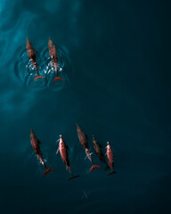 Stock photo of Spinner dolphins swimming in Maldives