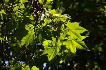 Plátano oriental o falso plátano en Tolox, provincia de Málaga