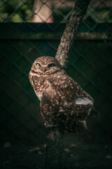 great horned owl on tree