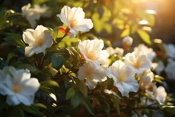Selbstklebende Fototapeten Beautiful white rhododendron flowers in the sunlight, jasmine flowers in a garden, AI Generated © Iftikhar alam