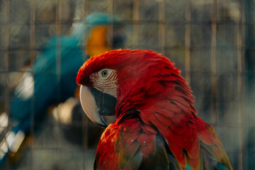 beautiful portrait of a macaw in a zoo behind a cage