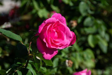 Pink rose in the park