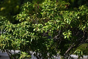 Japanese andromeda ( Pieris japonica ) seeds and buds.  Ericaceae evergreen shrub poisonous plant native to Japan.The fruiting season is from September to October.