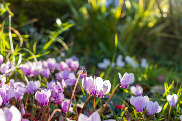 Fototapeta premium Cyclamen