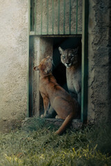 couple of two pumas in a zoo © Eric