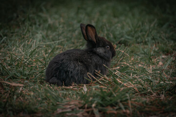 rabbit in the grass
