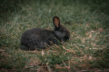 rabbit in the grass