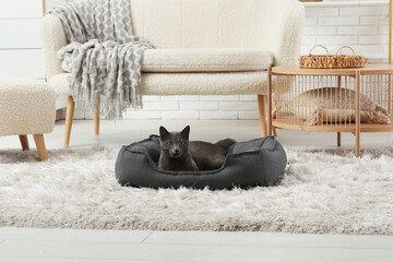 Cute British cat lying in pet bed at home