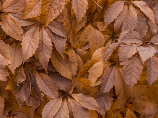 Naklejka na ściany i meble autumn leaves background. brown aesthetic.
