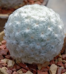 Mammillaria plumosa - white fluffy cactus in the collection of a botanical garden