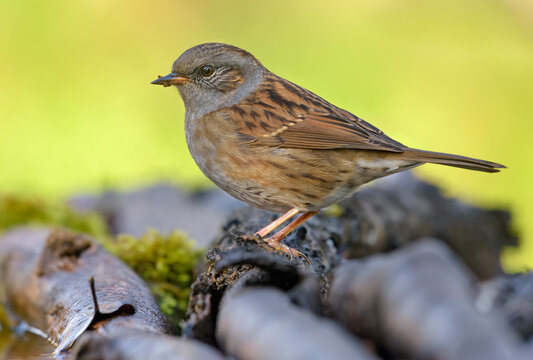 Full body photo of Dunnock (prunella modularis) standing on pile of old mossy branches in colorful surroundings 