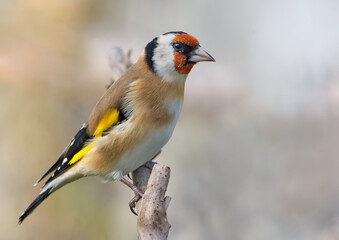 Cute European goldfinch (Carduelis carduelis) perched on tiny branch in autumn grey colors