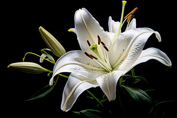 White lily on a black background. Studio photography of flowers.