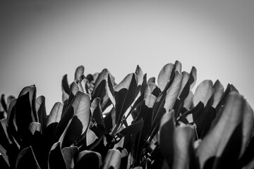 black and white plant leafs