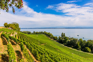 Fototapeta na wymiar Vue sur le Lac de Neuchâtel et les vignobles de Bevaix en Suisse