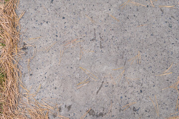 Pine needles laying to the left corner on a pathway