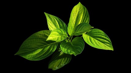 photo with illustration of tropical leaves on black background