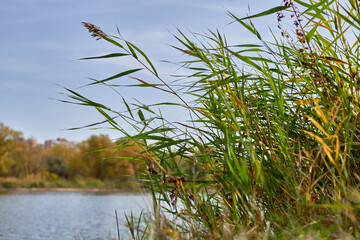 green reeds growing on the river bank