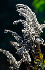 puszyste nasiona nawłoci kanadyjskiej pod słońce na czarnym tle, Solidago canadensis, fluffy goldenrod seeds under the sun on a black background, jesień, autumn © kateej