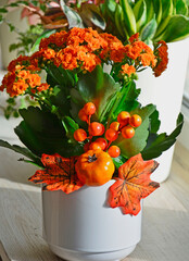 Kalanchoe blossfeldiana, żyworódka Blossfelda, pomarańczowe kalanchoe z jesienną dekoracją i...