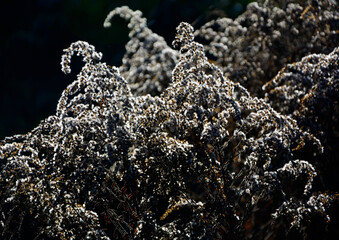 puszyste nasiona nawłoci kanadyjskiej pod słońce na czarnym tle, Solidago canadensis, fluffy goldenrod seeds under the sun on a black background, jesień, autumn © kateej