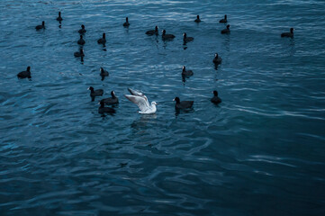 Shore of Yalta. Crimea. Ukraine. January, 2014. Many seagulls flock to the shore of the evening sea...