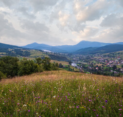 Picturesque summer Carpathian mountain countryside meadows. with beautiful wild flowers