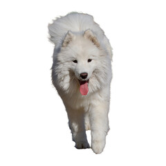 Front view of a cute walking white puppy samoyed dog.