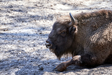 The head of a bison in a paddock in a park on Wolin Island, Poland