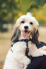 White dog. The dog looks into the frame. Dog muzzle.