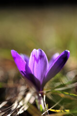 purple crocus flower in spring blooming
