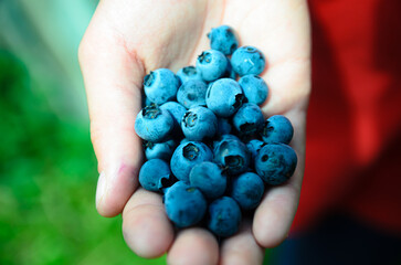 handful of blueberries