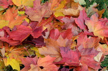 autumn leaves on the ground