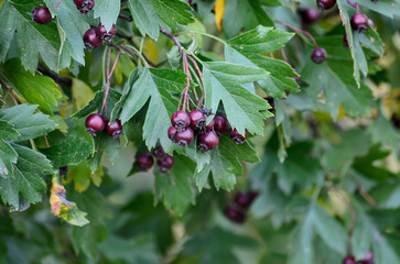 red currant bush