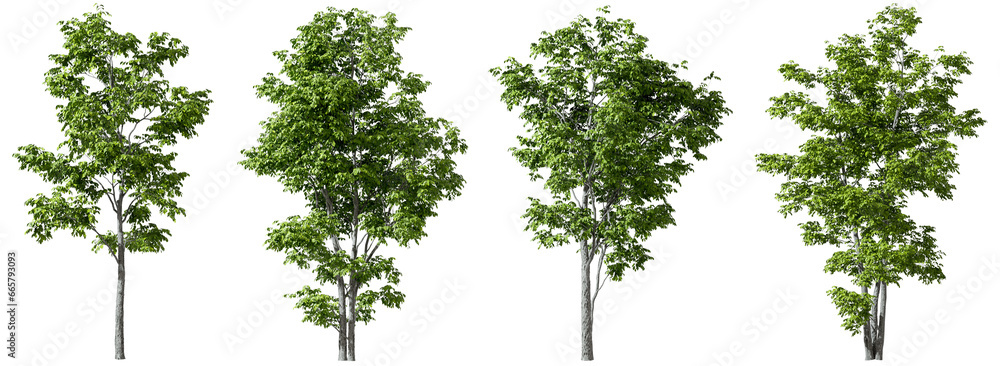 Wall mural trees decorate shapes set on transparent backgrounds 3d render png - Wall murals
