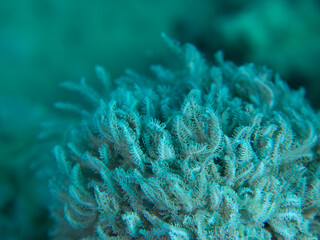 Coral (Xeniidae)
Koralowiec