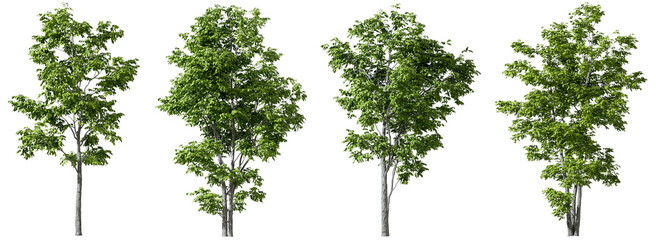 Trees decorate shapes set on transparent backgrounds 3d render png - obrazy, fototapety, plakaty