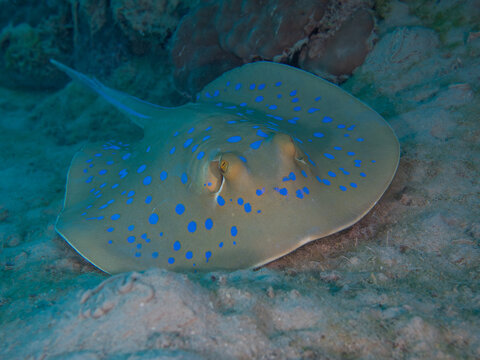 Bluespotted stingray
Ogończa niebieska