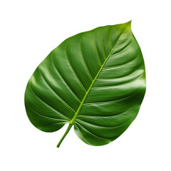 Green leaf isolated on transparent background PNG