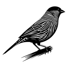 Zebra Finch bird vector silhouette