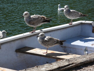 Several seagulls stand on white boats