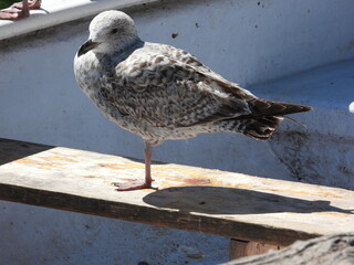 A seagull stands on part of a boat