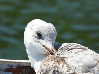 A close view of a seagull's head and neck