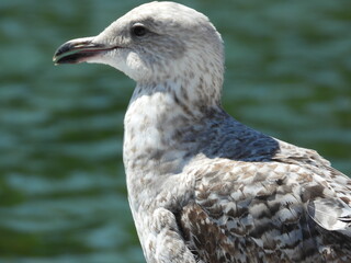 A close view of a seagull's head and neck