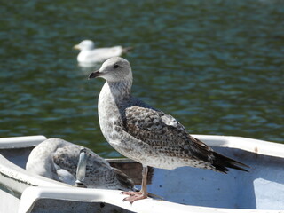 A seagull stands on part of a boat
