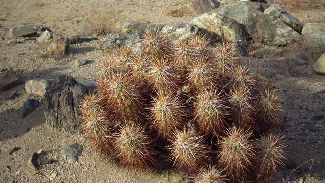 Engelman hedgehog cactus (Echinocereus engelmannii), USA