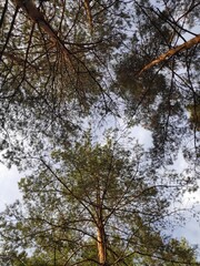 trees and sky