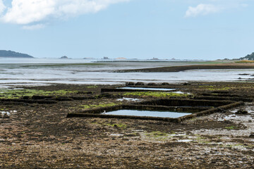 Austernzucht in der Bucht von Morlaix, Bretagne